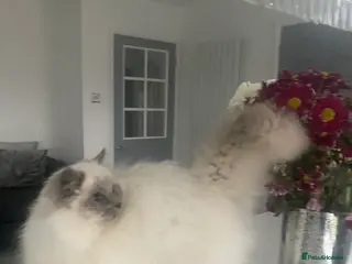 Ragdoll cats TICA registered blue point stud ragdoll in Bristol - Advert 4