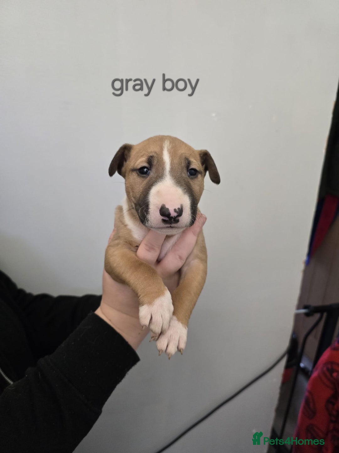 Bull Terrier dogs for sale: 4 English bull terriers - Advert 7