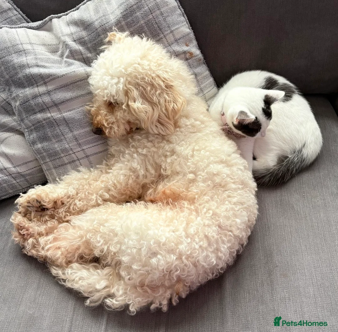 Cockapoo dogs for sale: Teddy 4 and half year old cockapoo - Advert 6