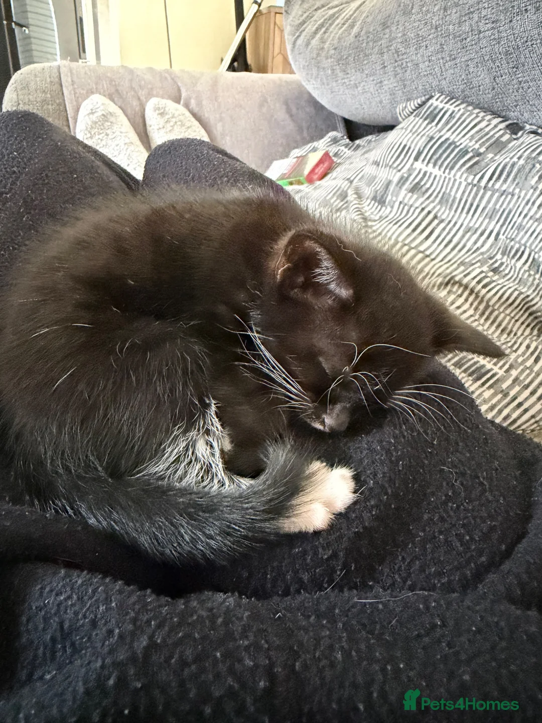Mixed Breed cats for sale: Little girl needs a home  in Walsall - Advert 2