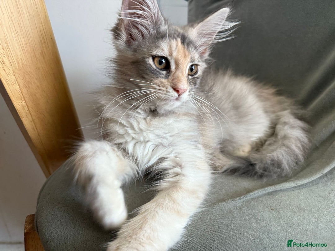 Maine Coon cats for sale: Little kittens  - Image 2