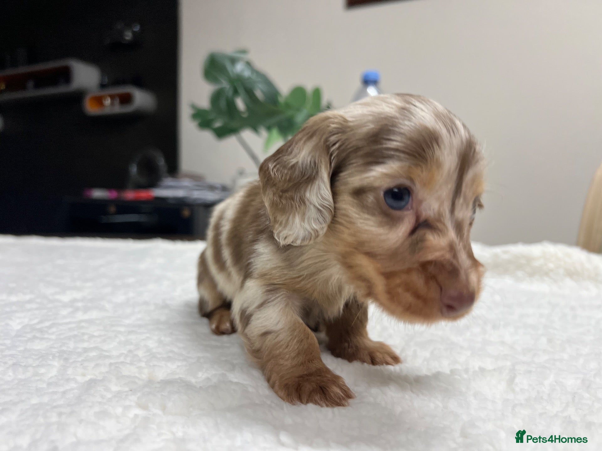Miniature Dachshund dogs for sale: Tiny KC Longhair Dachshunds  Chocolate & Dapple - Advert 2