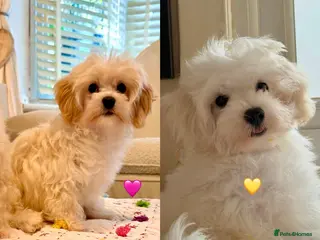 Maltipoo dogs * Sweet Korean Maltipoo Girls * - Advert 9
