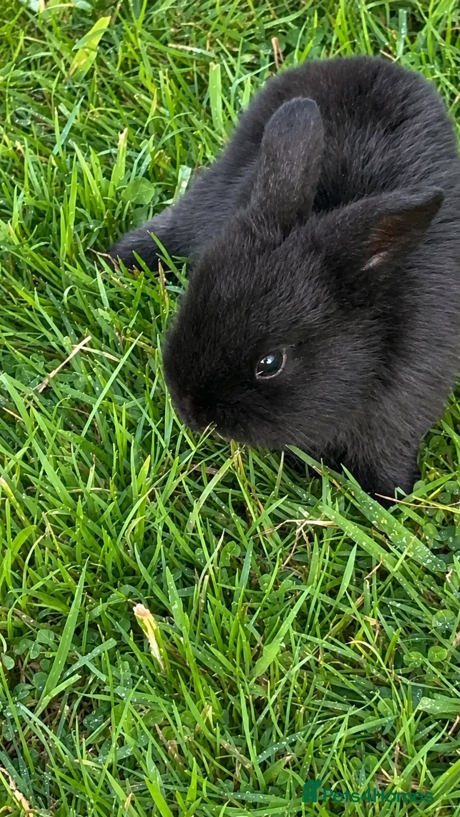 Mini Lop rabbits Beautiful 🤩 example of pure mini hand reared lops - Advert 2