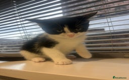 Ragdoll cats for sale: OPEN TO OFFERS!BEAUTIFUL RAGDOLL X SIAMESE KITTENS - Image 3
