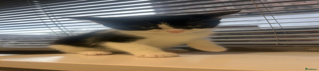 Ragdoll Kitten 4