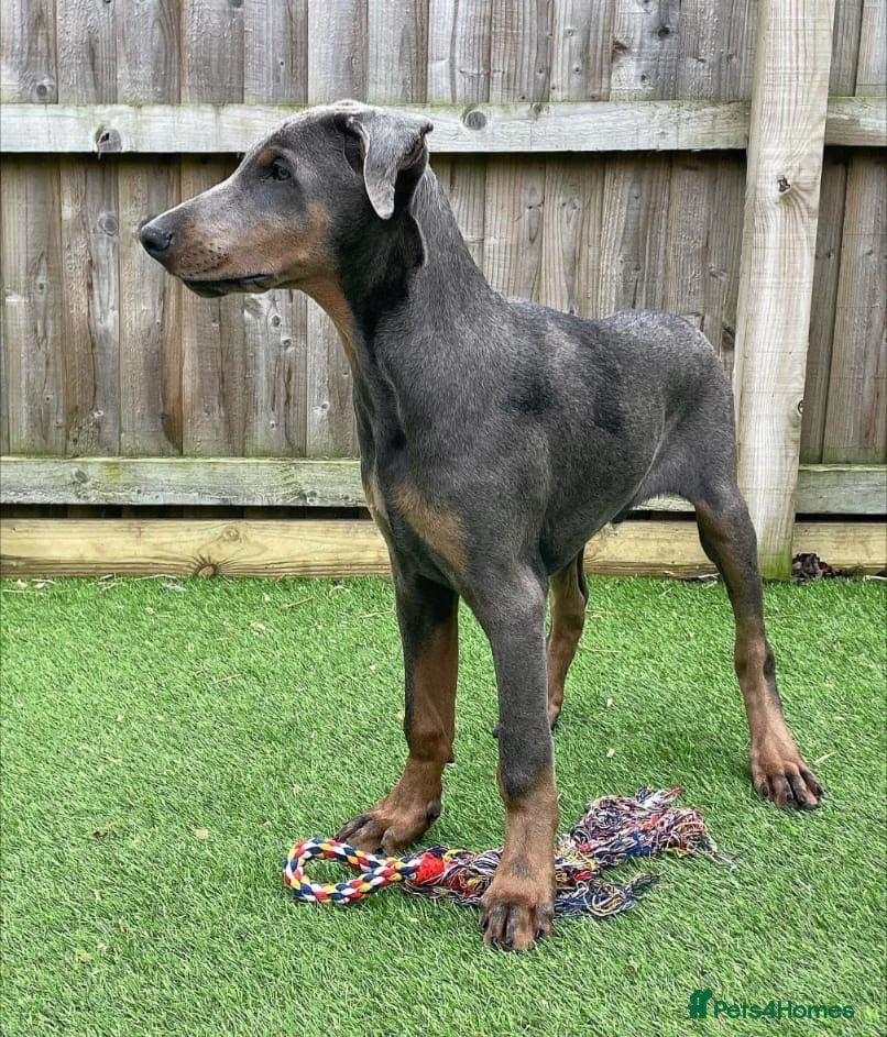 Dobermann dogs Doberman male 4 year old.  - Advert 1
