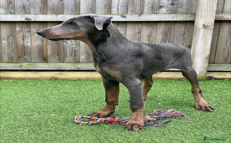 Dobermann dogs Doberman male 4 year old.  - Advert 3