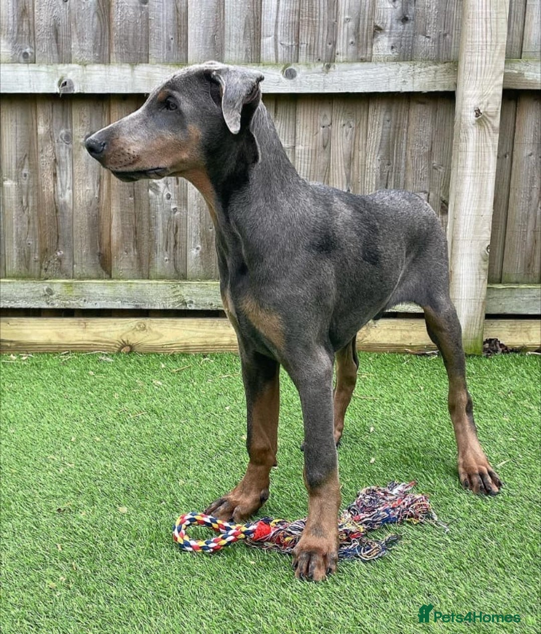 Dobermann dogs for adoption: Doberman male 4 year old.  - Advert 1