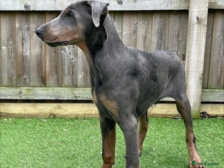 Dobermann dogs Doberman male 4 year old. - Advert 7