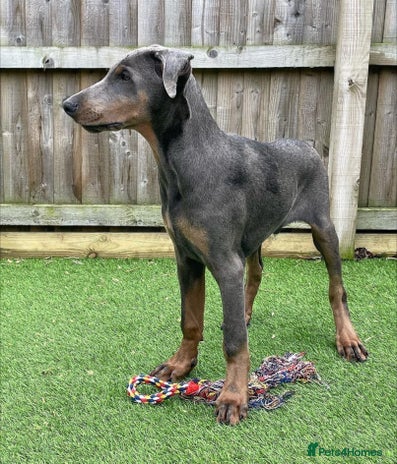 Dobermann dogs Doberman male 4 year old. - Advert 1
