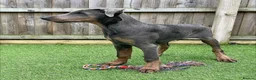 Dobermann dogs for adoption: Doberman male 4 year old.  - Advert 1