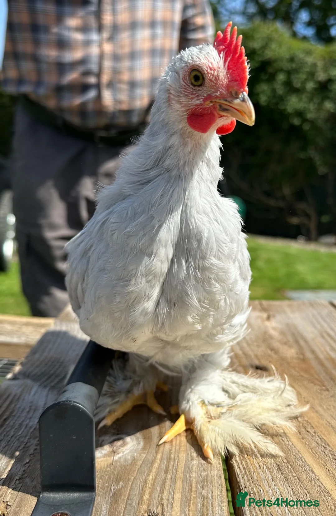 Chickens poultry for sale: Pekin bantam  in Launceston - Advert 1