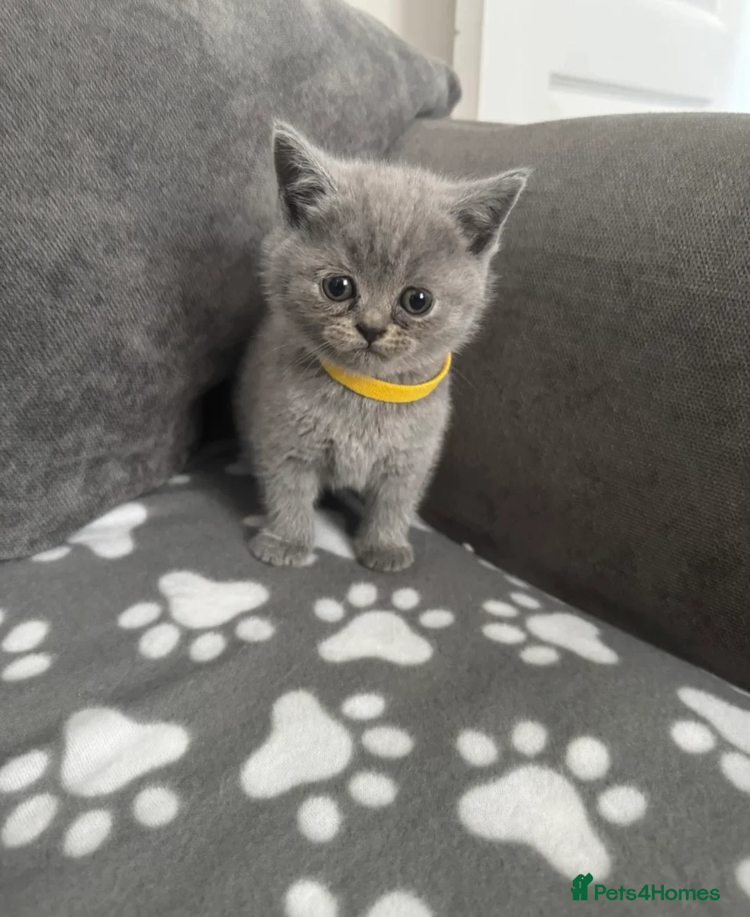 British Shorthair cats for sale: Lilac British Short Hair Kittens  - Advert 1