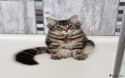 Maine Coon cats for sale: Maincoon cross domestic long hair, 11 months old - Image 3