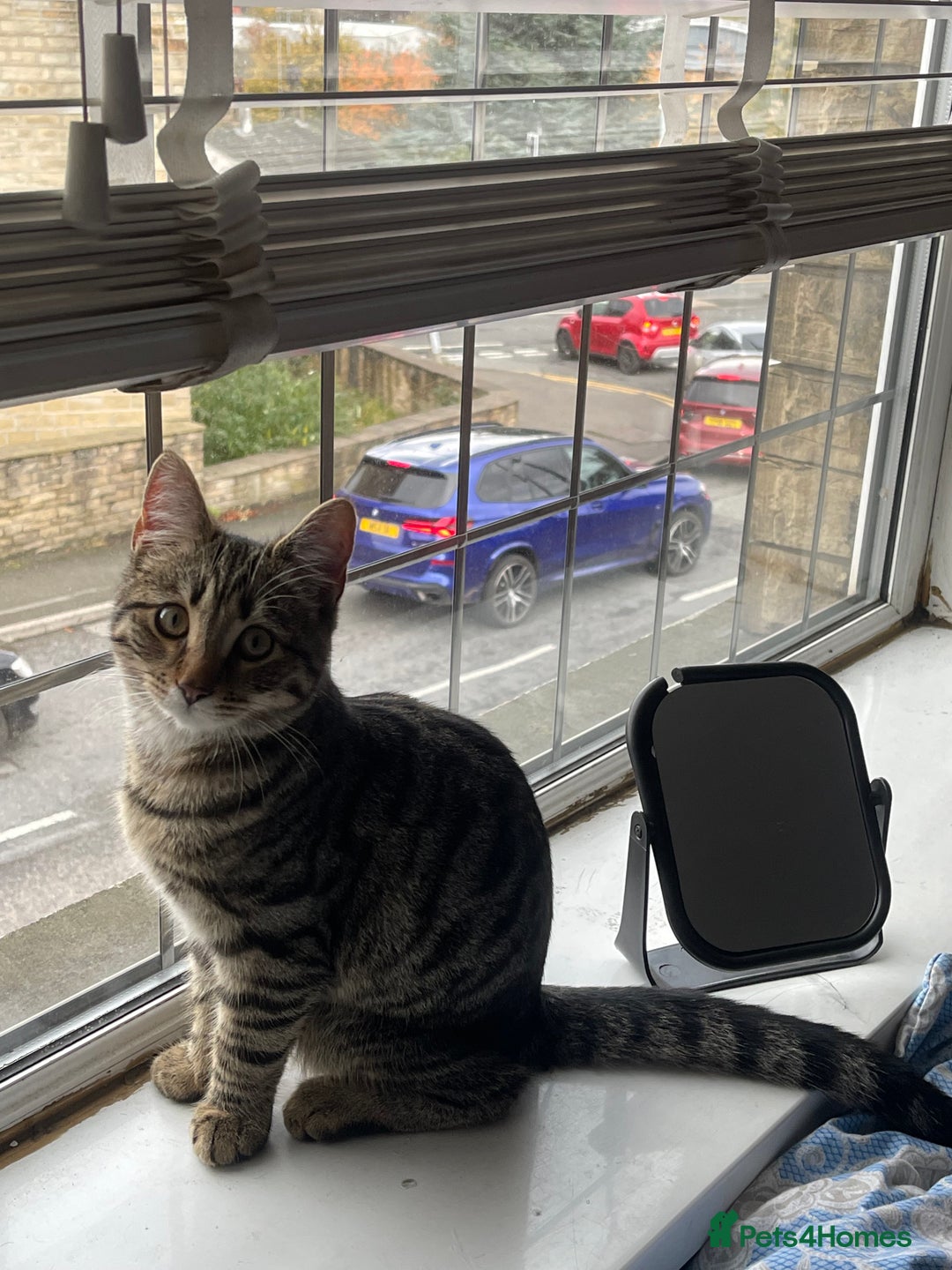 Mixed Breed cats for sale: Beautiful Tabby looking kitty - Advert 2