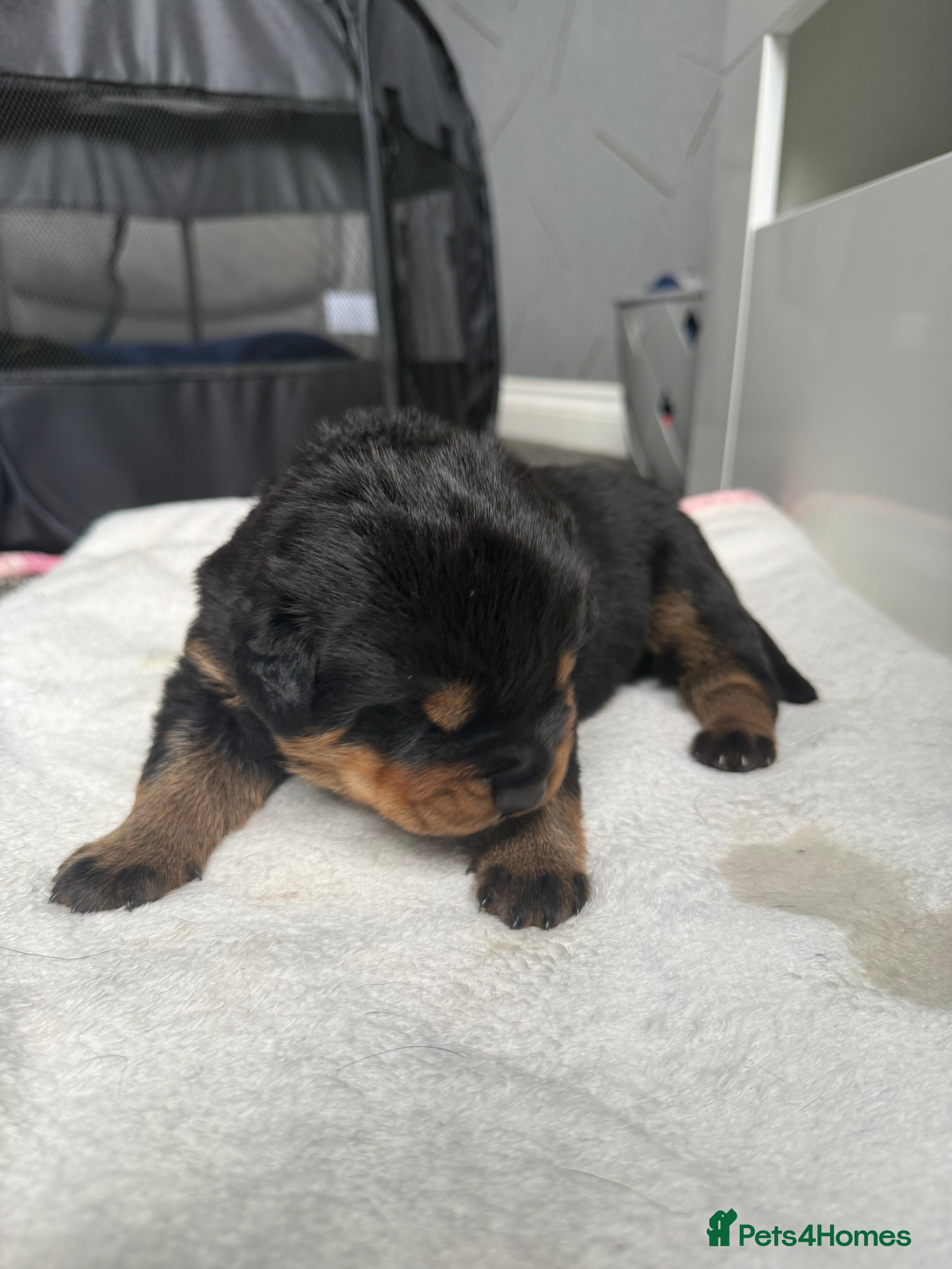 Rottweiler dogs for sale: 4 Beautiful Male Rottweiler Puppies  - Advert 7