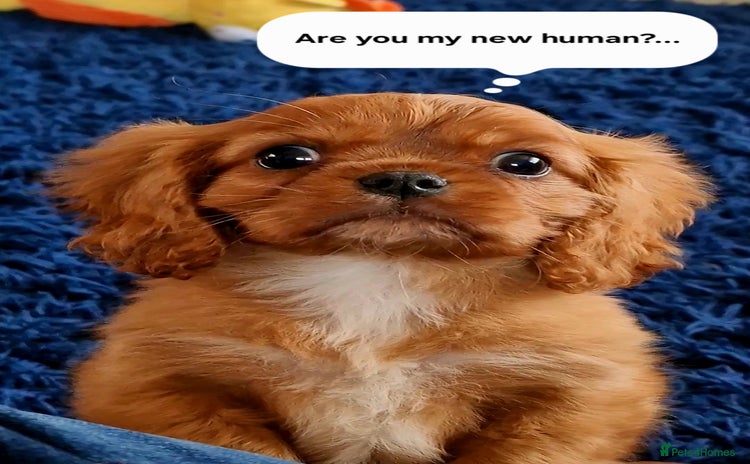 Cavalier King Charles Spaniel dogs - Advert 3