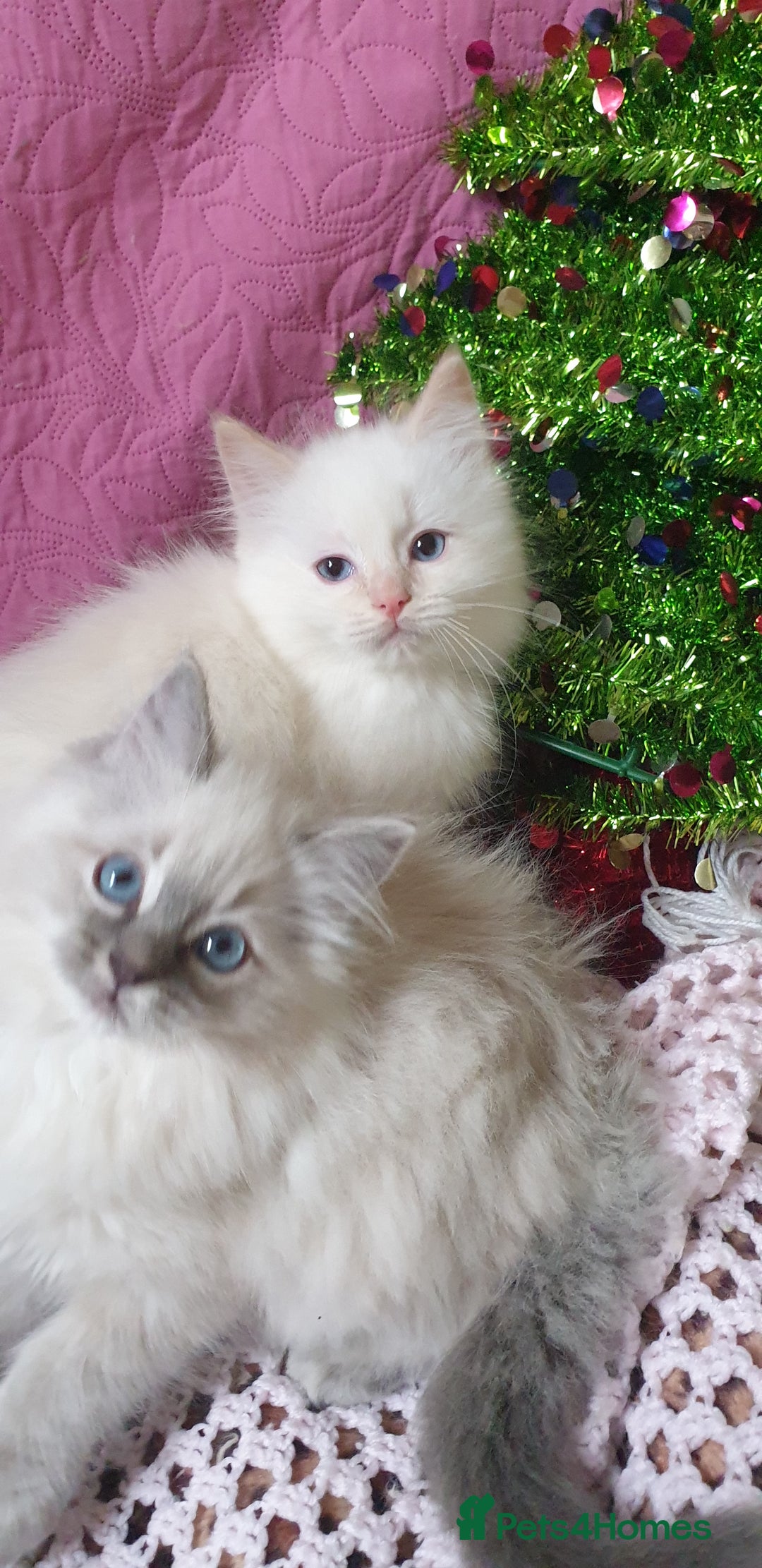 Ragdoll cats for sale: 💗Stunning GCCF registered Ragdoll Kittens. - Advert 8