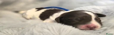 Cooper