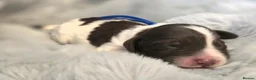 Sproodle dogs for sale: Springer Spaniel Miniature Poodle Sproodle Puppies - Advert 11