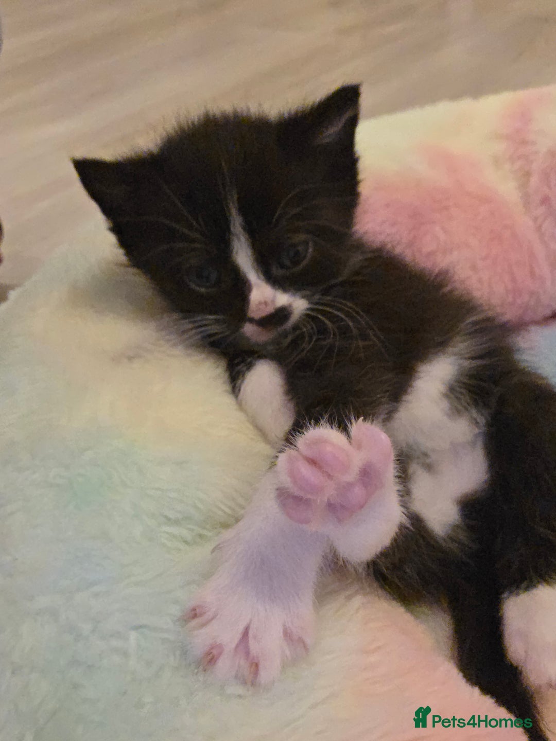 Mixed Breed cats for sale: Beautiful kittens - Advert 8