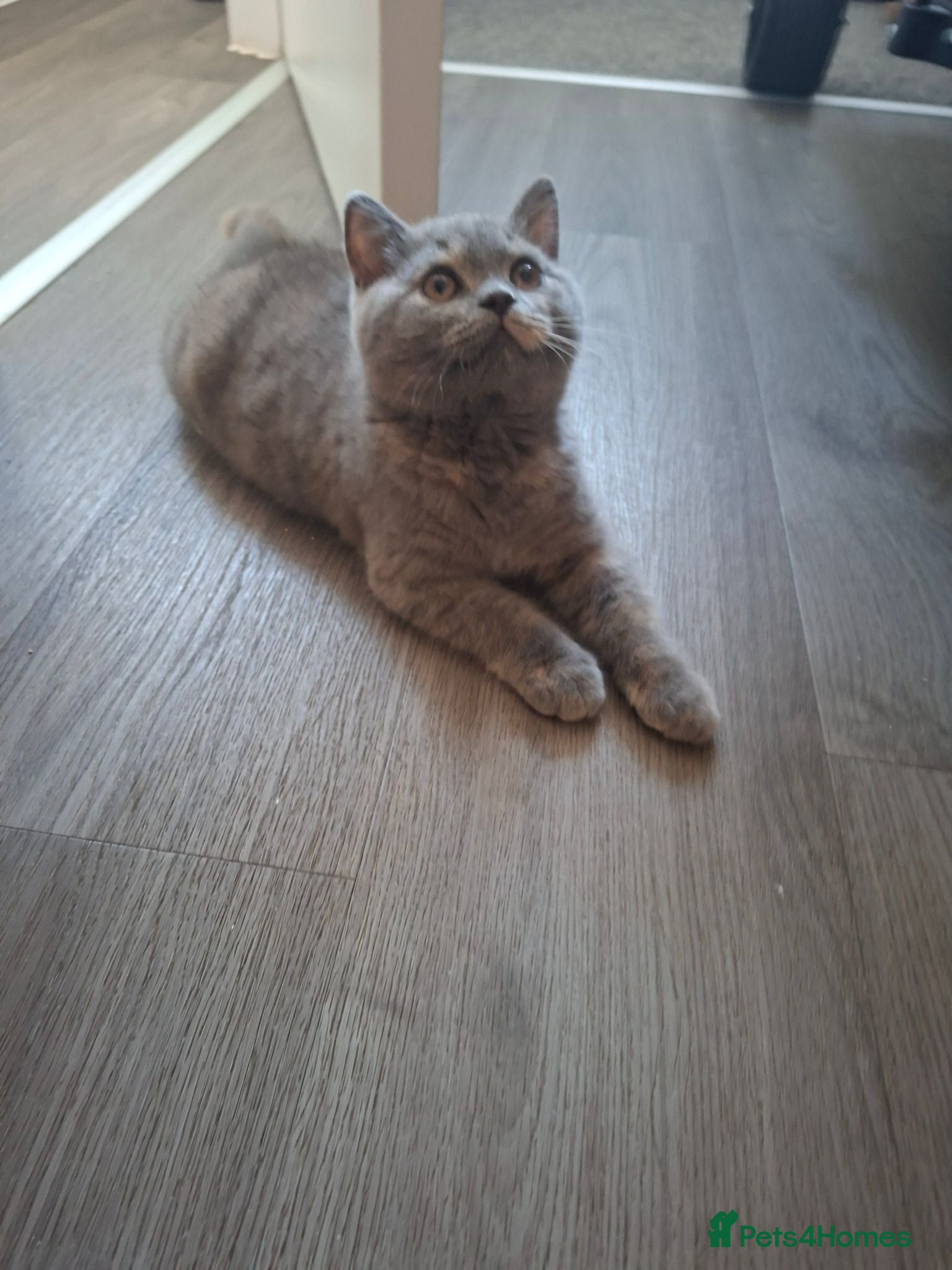 British Shorthair cats 💙 Last Available BSH blue cream girl 💙 - Advert 2