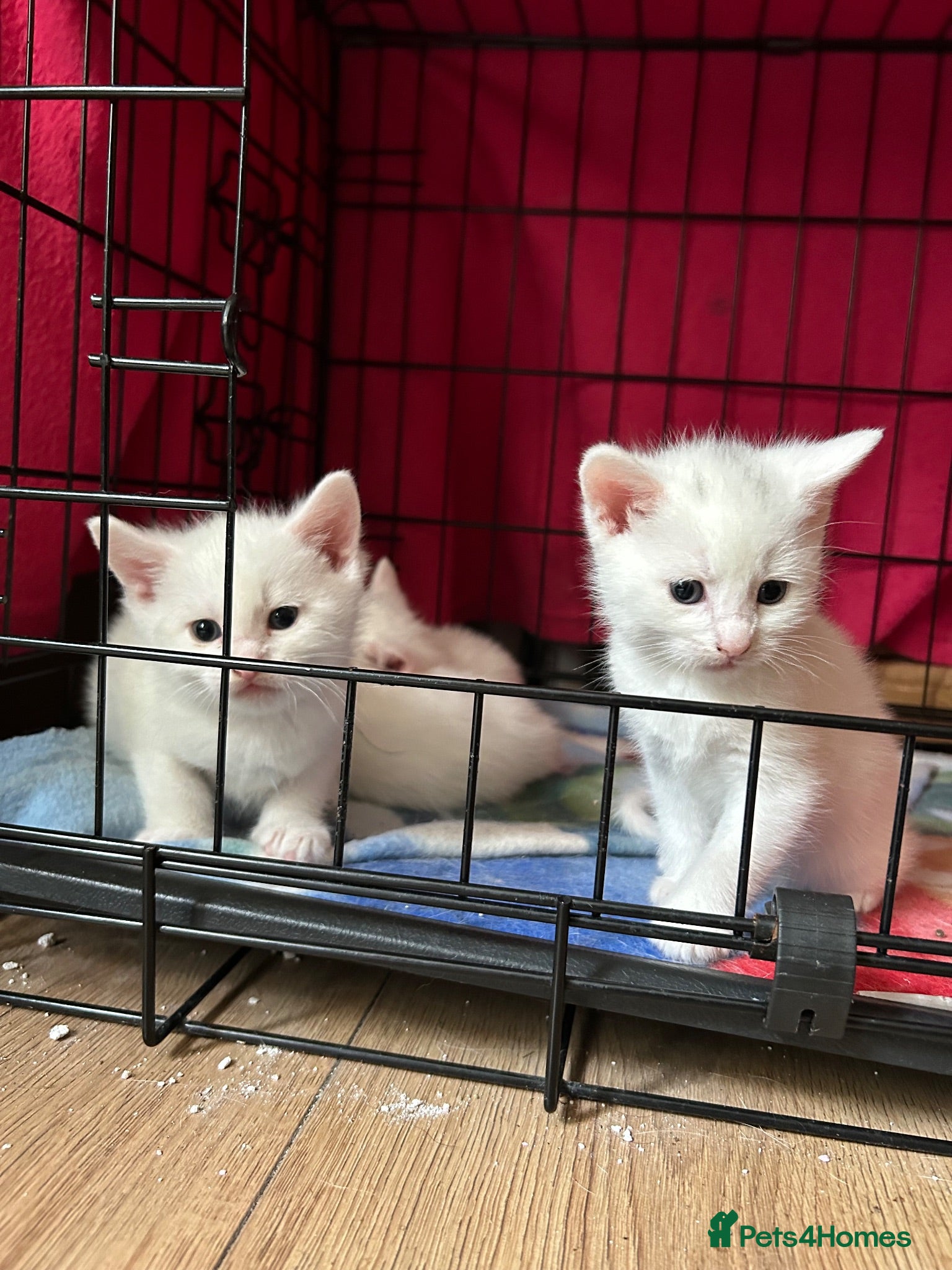 British Shorthair cats British white shorthair kittens  - Advert 17