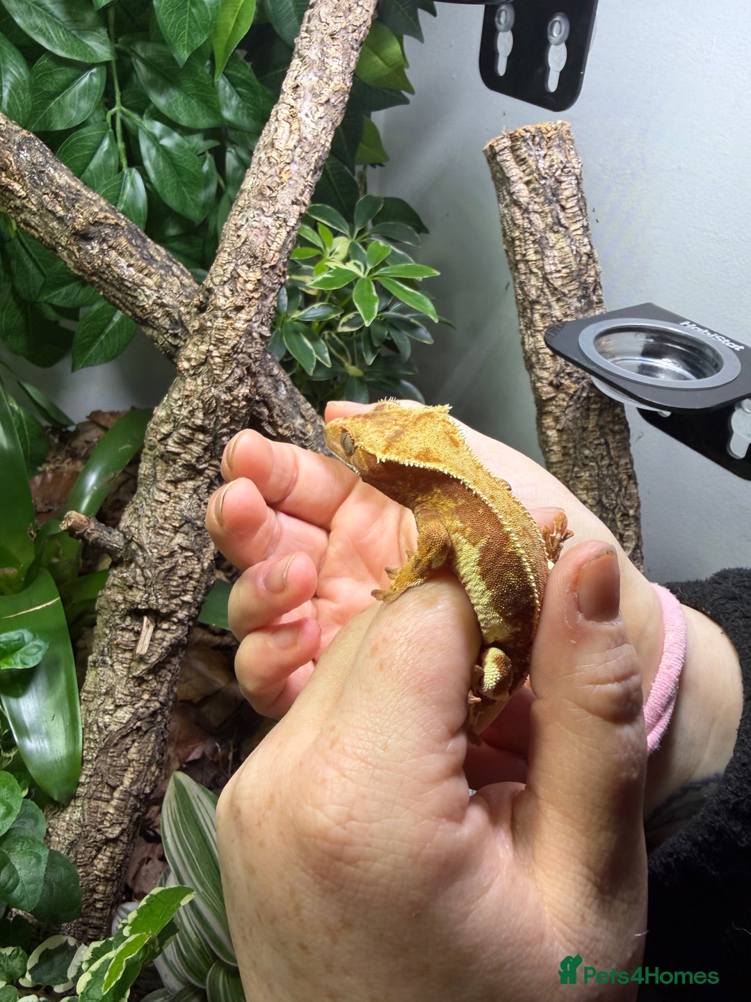 Gecko reptiles for sale: Red Lilly white crested gecko - Advert 4