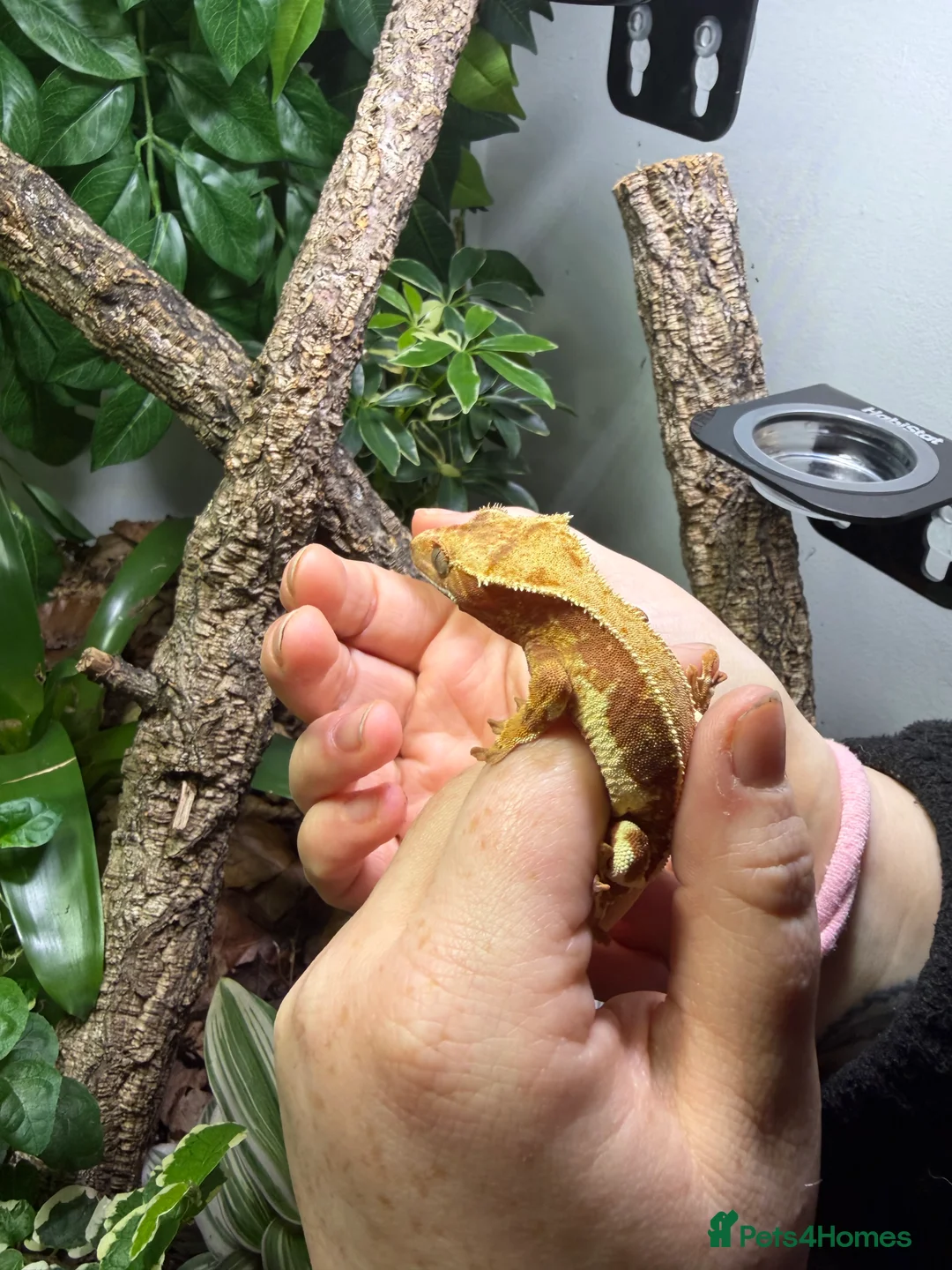 Gecko reptiles for sale: Red Lilly white crested gecko with full setup - Advert 3