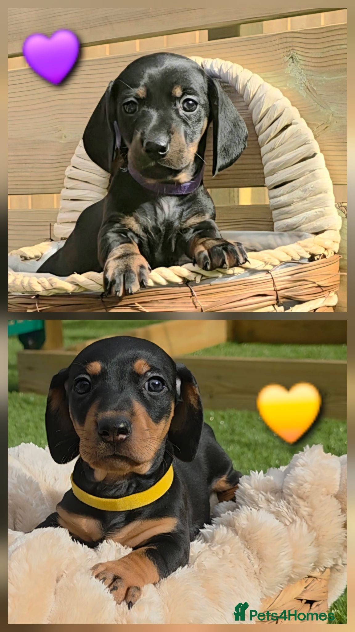 Miniature Dachshund dogs 2 PUPs left! Miniature Dachshund Puppies 🐶🐾 - Advert 1