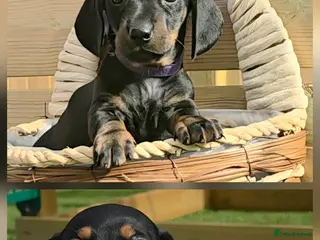 Miniature Dachshund dogs 2 PUPs left! Miniature Dachshund Puppies 🐶🐾 - Advert 4