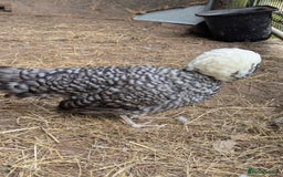 Chickens poultry for sale: Beautiful POL Pullets USA Silkies, Polish bantams  - Image 17