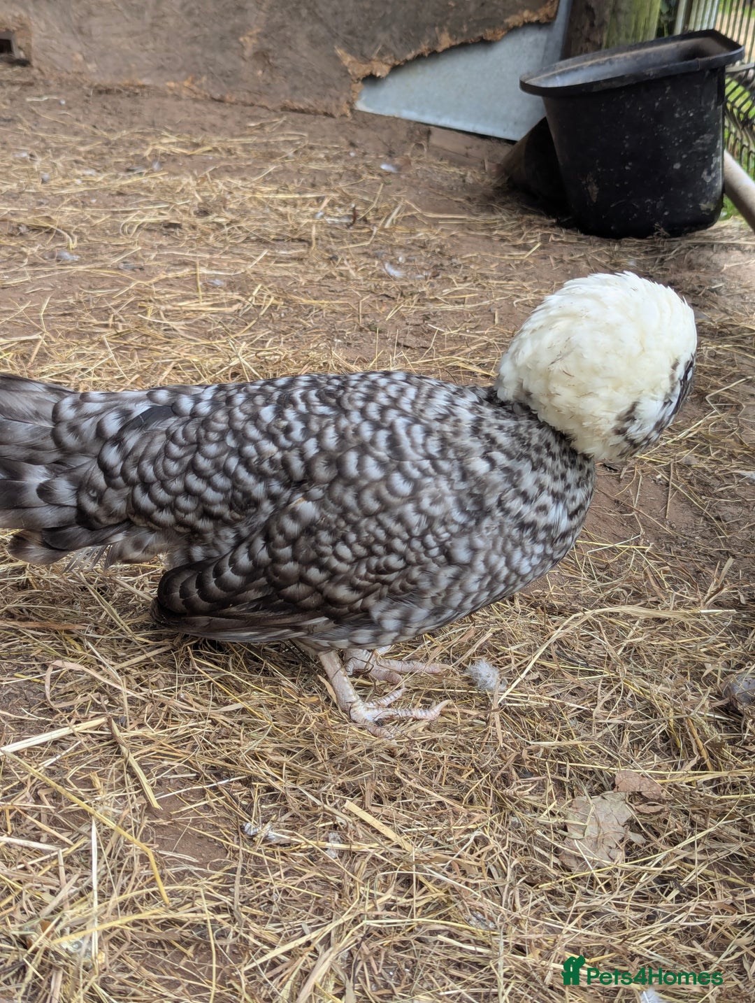 Chickens poultry for sale: Beautiful POL Pullets USA Silkies, Polish bantams  - Image 17