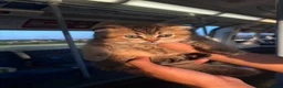 Scottish Fold cats for sale: Adorable Scottish Fold golden kitten  in Mitcham - Advert 5