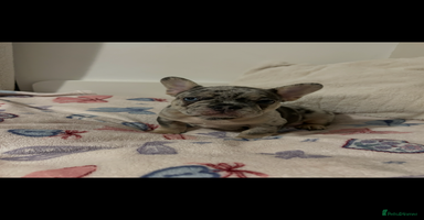 French Bulldog dogs - Advert 2