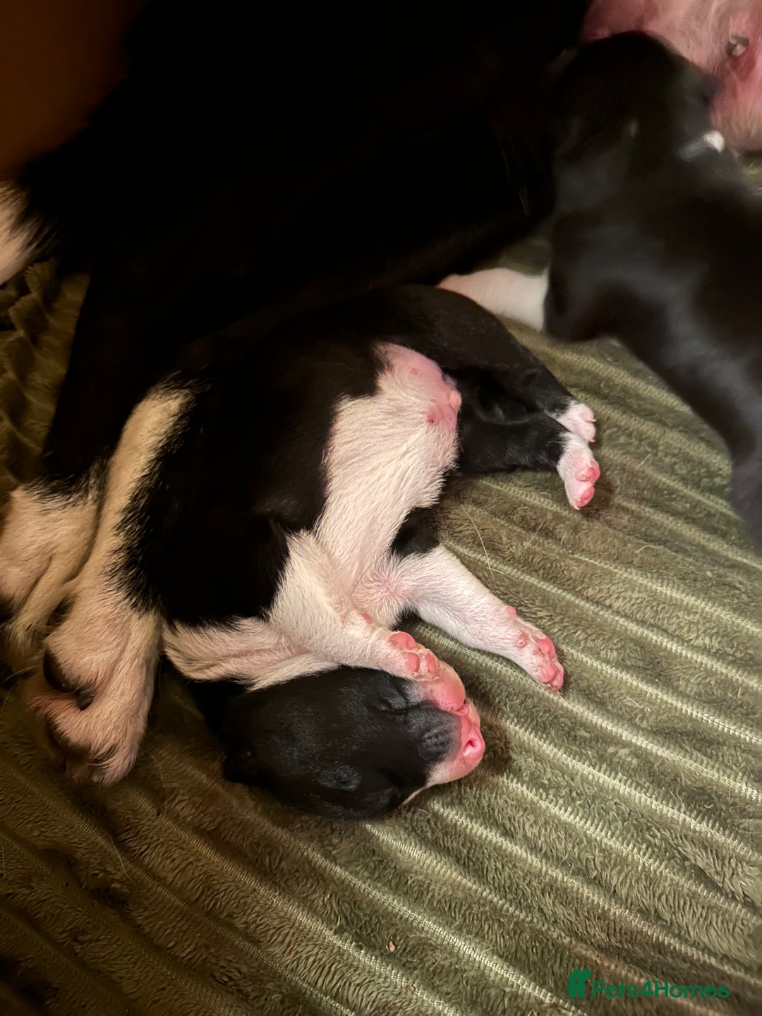 Border Collie dogs for sale: 2 border collie puppies - Advert 15