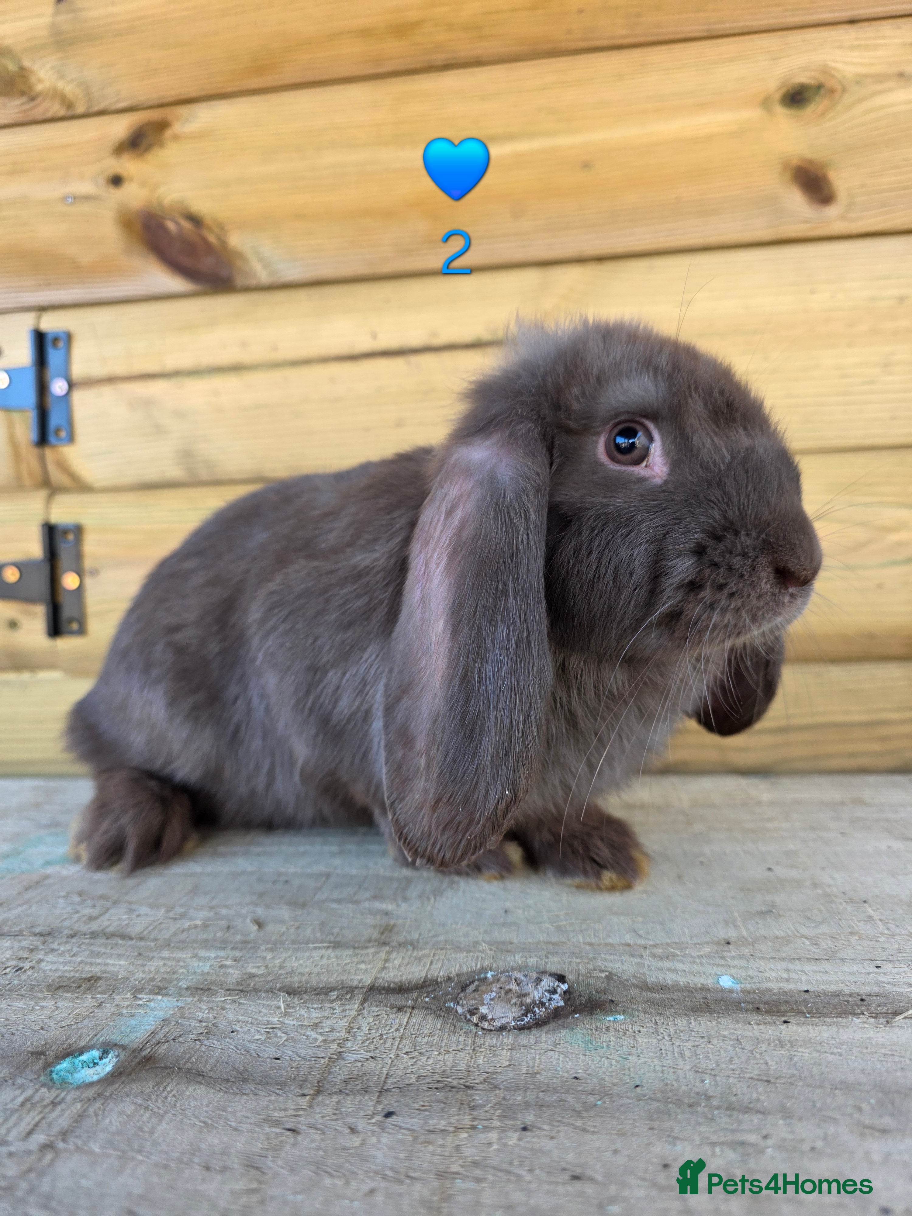 French Lop rabbits French Lops - Advert 1