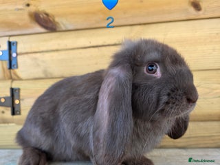 French Lop rabbits French Lops - Advert 8