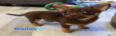 Chihuahua Puppy 3