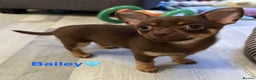 Chihuahua dogs for sale: Chihuahua Puppies Ready Now  - Advert 8