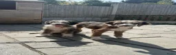 Bordoodle dogs for sale: Stunning boys looking for ever homes - Advert 4