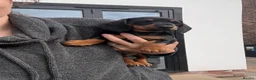 Miniature Dachshund dogs for sale: 🦖 🚀 TO INFINITY… AND A FOREVER HOME! 🚀  in Newcastle - Advert 7