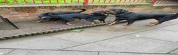 Rottweiler dogs for sale: Rottweiler pups - Advert 10