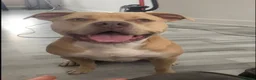 Mixed Breed dogs for sale: American bully - Advert 2