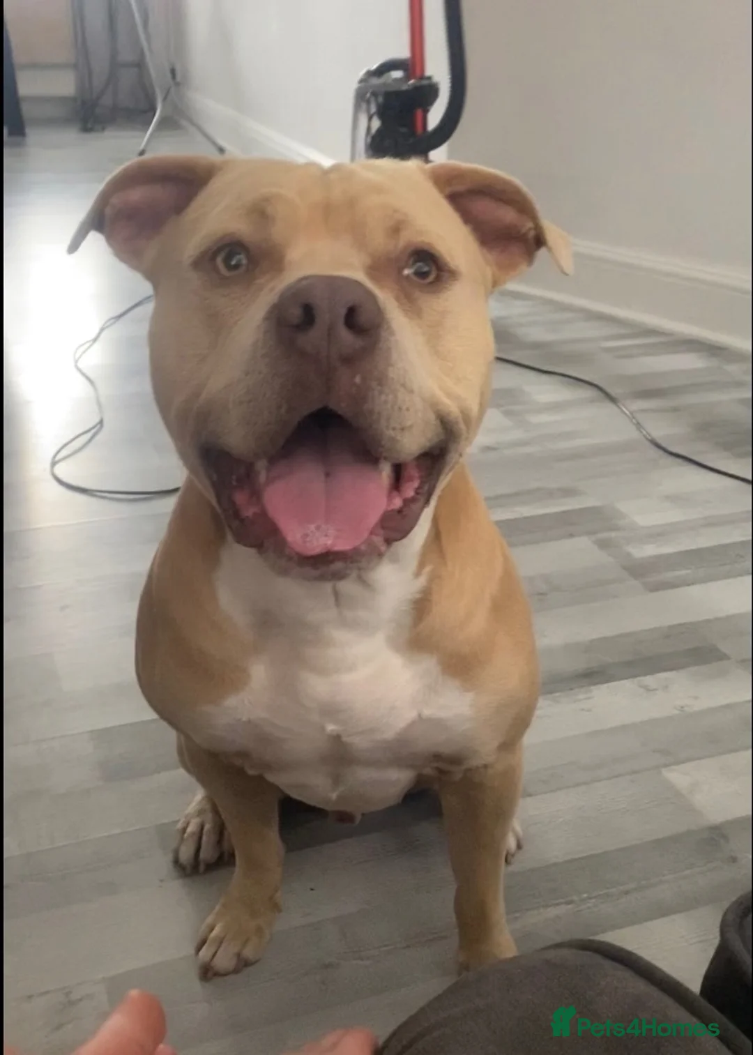 Mixed Breed dogs for sale: American bully - Advert 2