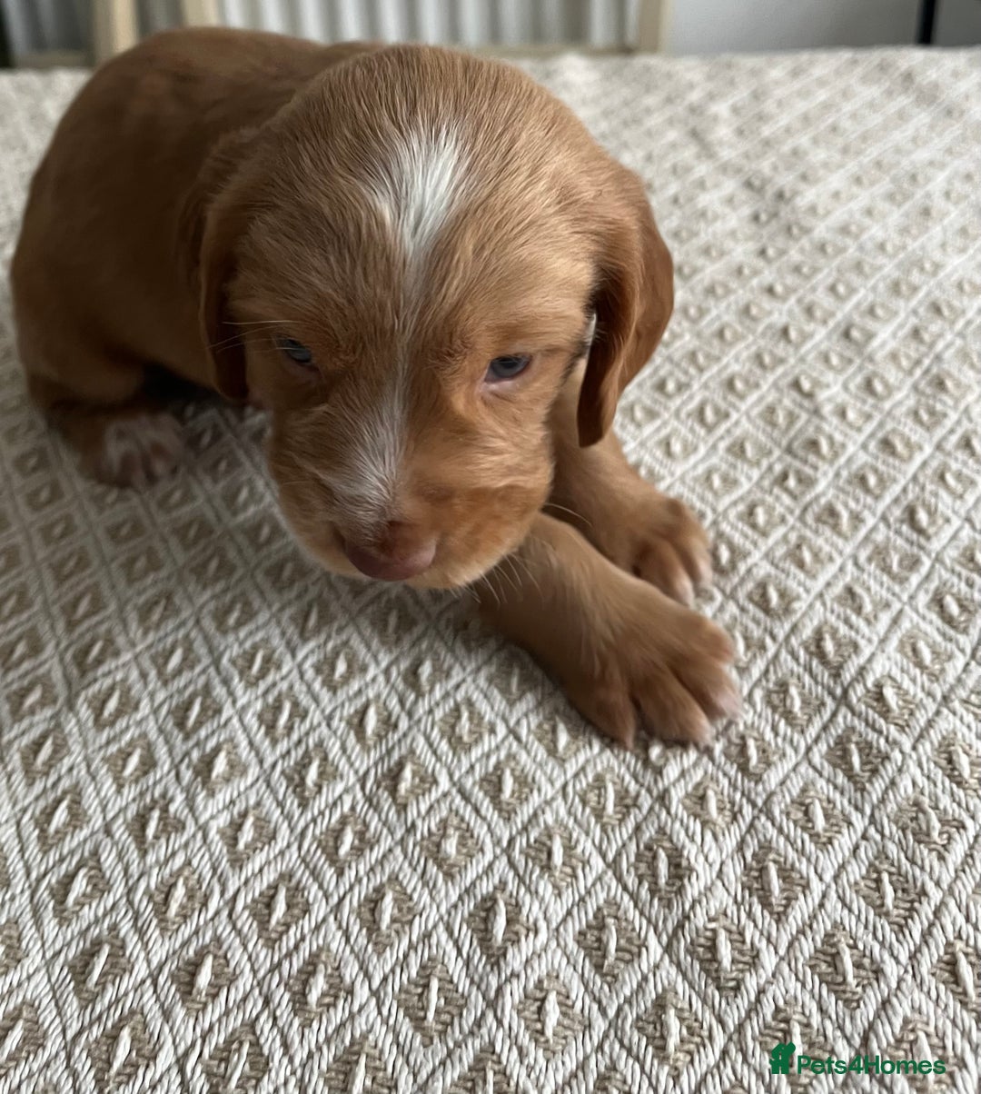Cocker Spaniel dogs for sale: Working cocker spaniel puppies  - Image 4