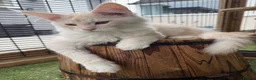 Maine Coon cats for sale: READY TO LEAVE Tica registered Maine Coons  - Advert 5