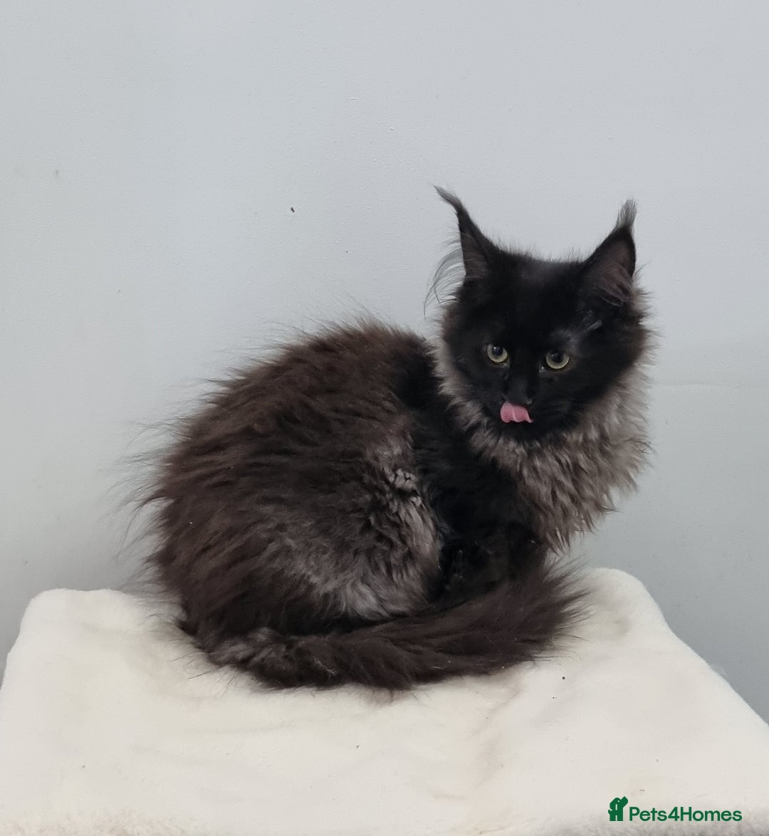 Maine Coon cats for sale: Pedigree Maine Coon Kittens for sale  - Advert 19