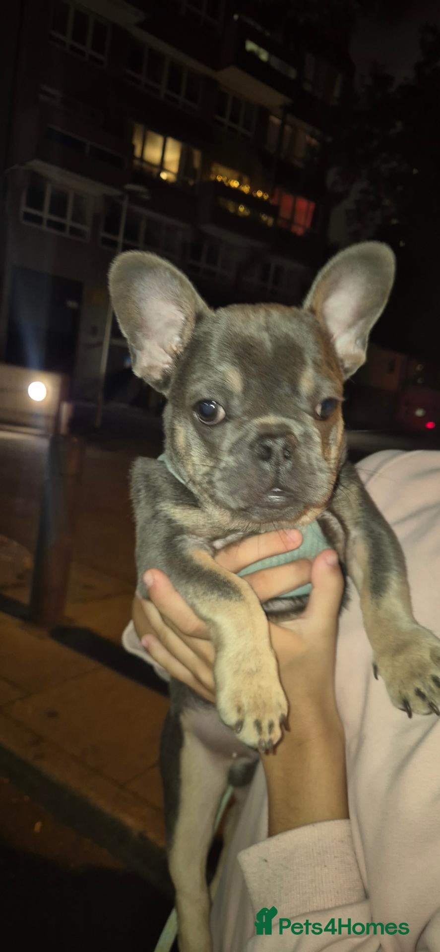 French Bulldog dogs French bulldog male puppy - Advert 1
